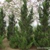 基地批發優質龍柏樹苗 龍柏小苗柏樹苗檜柏苗 各種柏樹苗四季常青
