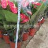 紅掌 盆栽花卉室內(nèi)桌面植物 盆花