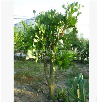 單刺團(tuán)扇 仙人掌樹 仙巴掌 沙生植物造景經(jīng)典品種