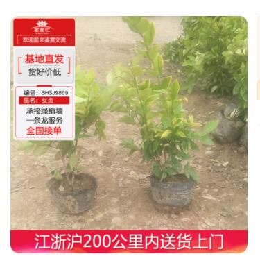 女貞工程苗木盆栽室內(nèi)綠化植物