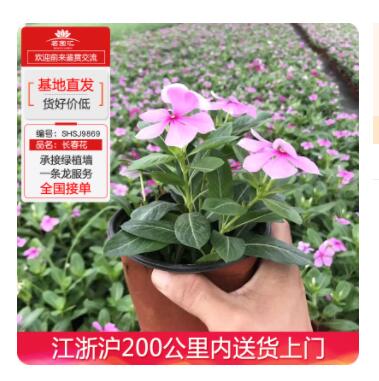 長春花工程苗木盆栽室內(nèi)綠化植物