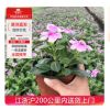長春花工程苗木盆栽室內綠化植物