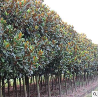 苗圃直銷 優質 廣玉蘭 廣玉蘭苗供應各種工程苗木 花卉