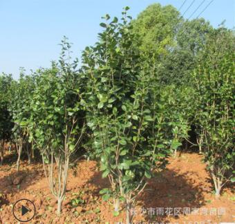 批發園林綠化苗木茶花球 茶花樹 盆栽茶花 茶花苗各種規格齊全