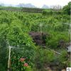 垂葉榕大面積種植 移植柱形垂葉榕 園林綠化行道樹現(xiàn)貨批發(fā)
