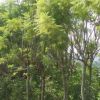 新旺苗木園林現(xiàn)貨批發(fā)藍(lán)花楹地苗 綠化行道林苗木樹種 量大從惠
