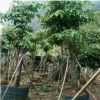 基地直銷綠化工程樹木無憂樹園林綠化景觀 專業(yè)供應(yīng)廣西無憂樹