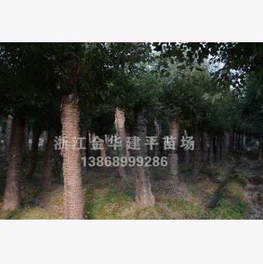 大量供應(yīng)多年移栽截桿香樟樹 綠化工程樹 浙江香樟樹
