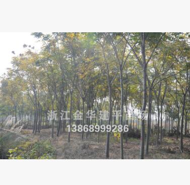 優(yōu)質(zhì)供應(yīng)全冠黃山欒樹 多種規(guī)格 工程綠化苗木 6公分