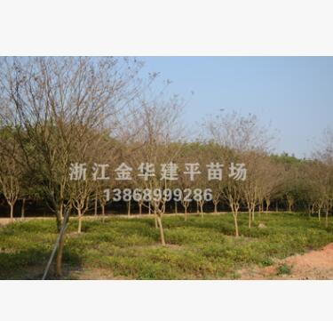 優(yōu)質(zhì)供應(yīng)紫薇 工程園林樹 多種規(guī)格 基地直銷