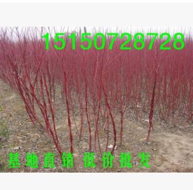 綠化彩色苗木品種紅瑞木樹苗 紅梗木苗涼子木 紅馬球樹苗 1米高