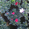 福建花卉 ，16和18杯，比利時杜鵑花，普通紅杜鵑花-花農產地直銷