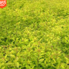 【恒之碩苗木場】供應金山繡線菊 金焰繡線菊2年生