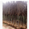 批發綠化工程苗 紫葉李樹苗 紅葉李10-16 規格齊全苗圃直銷
