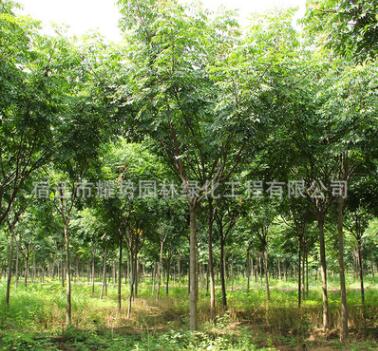 欒樹批發綠化苗木 優質欒樹苗 防護樹黃山欒樹 1-20公分規格全
