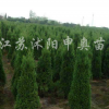 檜柏