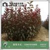 東北苗圃 綠化叢生形80cm護坡綠化灌木紅葉李 杯苗