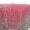 園林綠化苗木 東北苗圃出售紅瑞木小苗.紅瑞木器苗 紅瑞木1米高