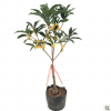 流蘇嫁接桂花盆栽植物桂花樹苗室內盆栽金桂八月桂花沉香桂四季桂