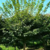 廠家供應精品雞爪槭苗木 工程綠化喬木 苗木基地彩葉樹工程苗