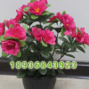 批發(fā)室內高檔觀花植物盆栽 杜鵑花盆栽 杜鵑苗 凈化空氣