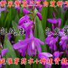 新采藥材種子白芨種子正品紫花白芨種子 蜀妙三叉白芨種子