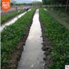 基地批發(fā)桂花小苗 四季桂樹苗 四季開花 花期長 叢生四季桂花樹苗