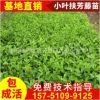 庭院爬藤植物 扶芳藤小苗 小葉扶芳藤苗 綠化苗 苗圃綠化苗