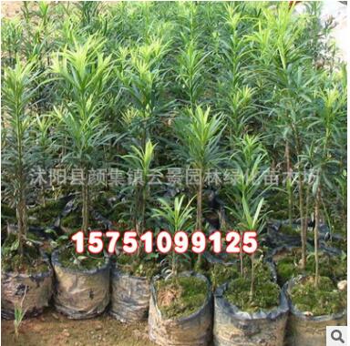 優(yōu)質工程綠化小苗批發(fā) 羅漢松樹苗 綠化苗木 護坡綠化 羅漢松小苗