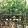 優質工程綠化小苗批發 羅漢松樹苗 綠化苗木 護坡綠化 羅漢松小苗