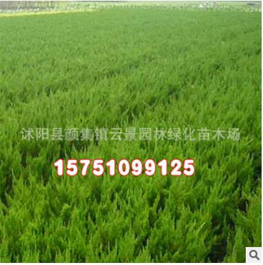 批發(fā)綠化苗木 龍柏球 龍柏樹苗 規(guī)格齊全 造型樹 優(yōu)質龍柏小苗