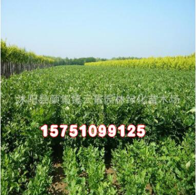 苗木基地批發(fā)供應白蠟苗 綠化工程苗木 白蠟樹苗