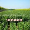 苗木基地批發供應白蠟苗 綠化工程苗木 白蠟樹苗