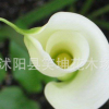 批發(fā)馬蹄蓮種球 馬蹄蓮種球花卉盆栽植物顏色齊全當(dāng)年開花馬蹄蓮