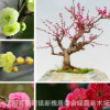 四季梅花苗 循環開花 紅梅苗 素心梅 臘梅花苗 植物庭院盆栽花卉