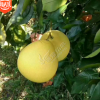 直銷嫁接紅心柚子苗南北方種植矮化晚熟三紅蜜柚果樹苗當年結果苗