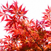 苗圃直銷日本紅楓樹苗美國(guó)紅楓盆栽花卉綠化苗木風(fēng)景樹苗木批發(fā)
