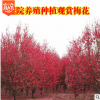 批發(fā)原生紅梅基地直銷工程綠化苗木庭院室內(nèi)可種植濃香型耐寒植物