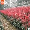【基地直銷(xiāo)】本苗圃大量供應(yīng)紅葉石楠小苗各種規(guī)格工程苗現(xiàn)貨充足