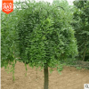 【供應(yīng)各種工程苗木 花卉 基地直銷(xiāo) 優(yōu)質(zhì) 垂槐
