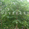 構樹