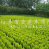 灑金柏