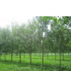 白蠟樹(shù)展示