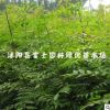 林木樹苗 黃連木小苗 黃連木樹苗 行道樹