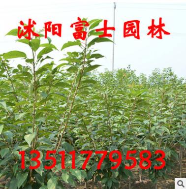 嫁接櫻花樹苗批發(fā)盆景花卉植物紅色重瓣晚櫻 庭院綠化當年開花