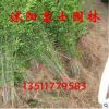 基地直銷 高桿女貞苗木大葉女貞苗 苗圃綠化苗木工程綠化規(guī)格全