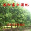 綠化景觀喬木 香樟小苗批發(fā) 8公分粗 價格優(yōu)惠 四季常青 凈化空氣