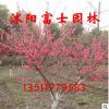 紅葉桃樹苗批發(fā) 大小規(guī)格齊全 出售花卉苗木