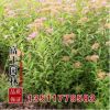 批發(fā)繡線菊小苗 高50厘米 優(yōu)質的工程綠化苗繡線菊