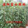 供應銷售香樟小苗 香樟樹苗批發(fā) 香樟樹